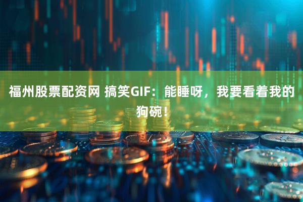 福州股票配资网 搞笑GIF：能睡呀，我要看着我的狗碗！